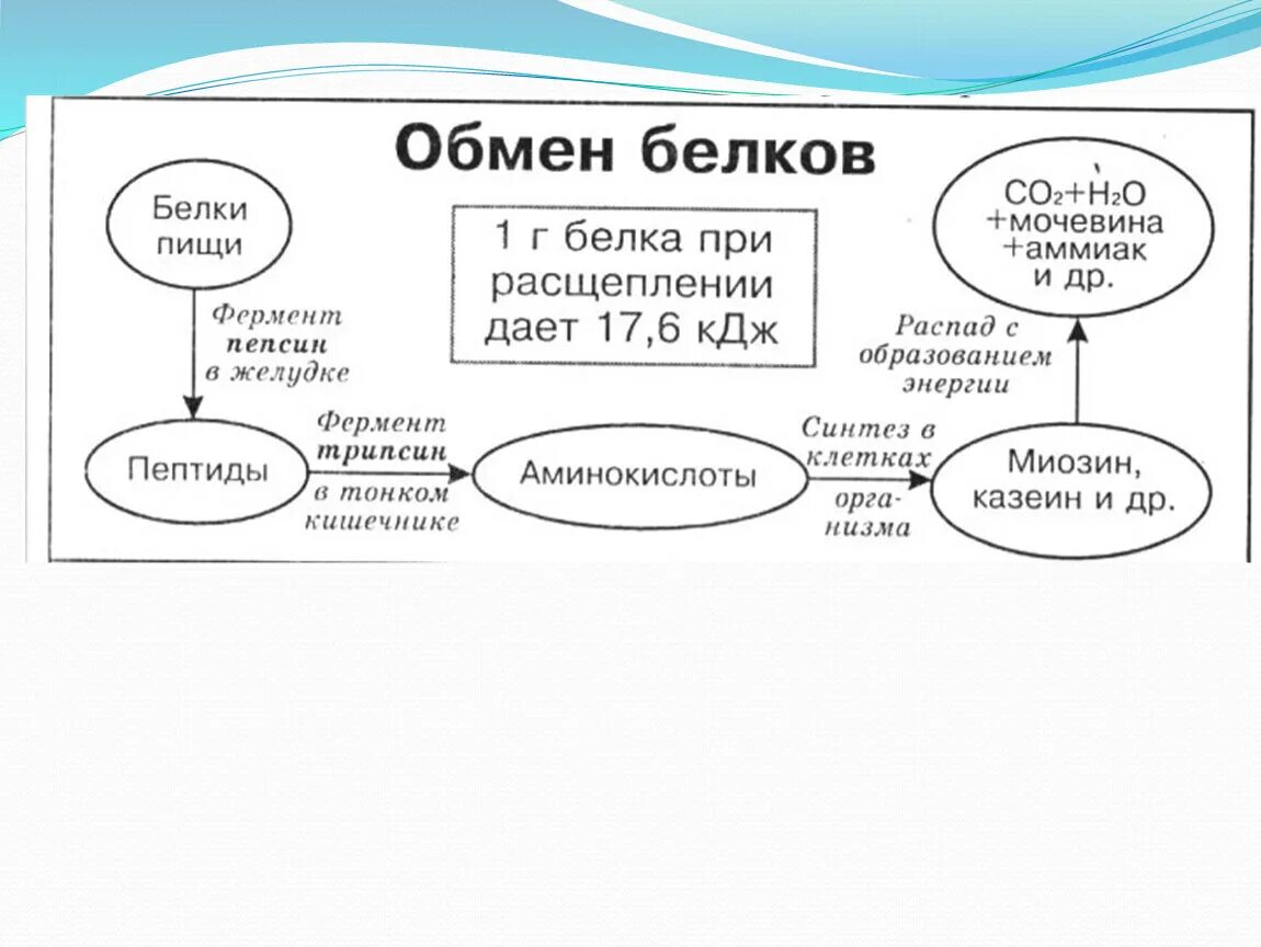 Схема метаболизма белков. Обмен белков в организме человека схема. Схема обмена белка. Обмен белков схема биология. 2 белковый обмен