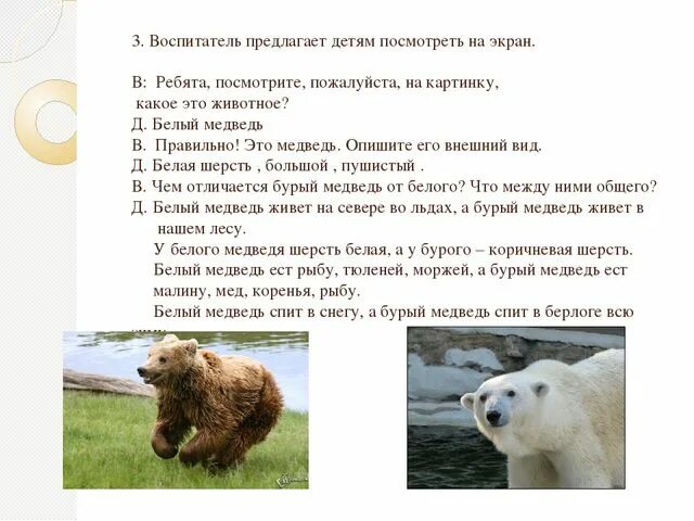 Бурый медведь критерии видов. Бурый медведь критерии видов