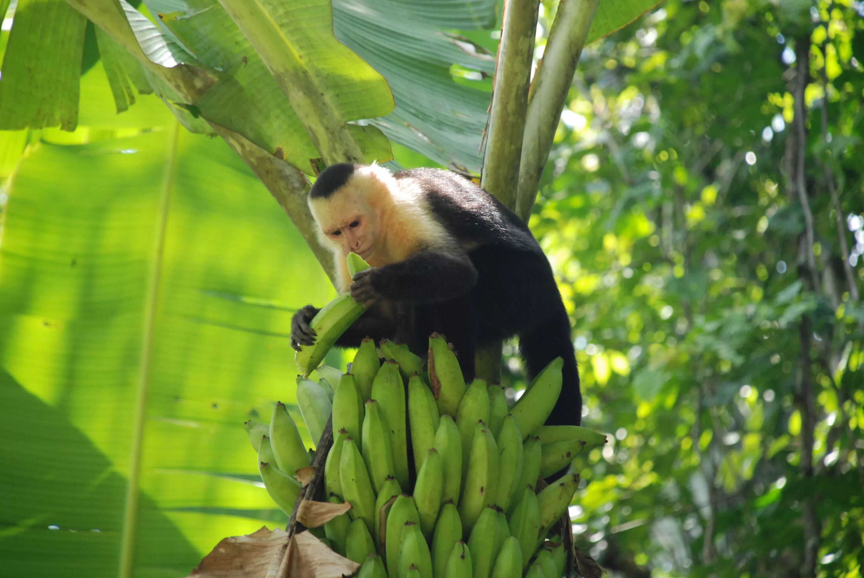 Bananas did you have. Обезьяна на Пальме. Обезьяны в джунглях. Обезьяна с бананом. Обезьяны на банановой Пальме.