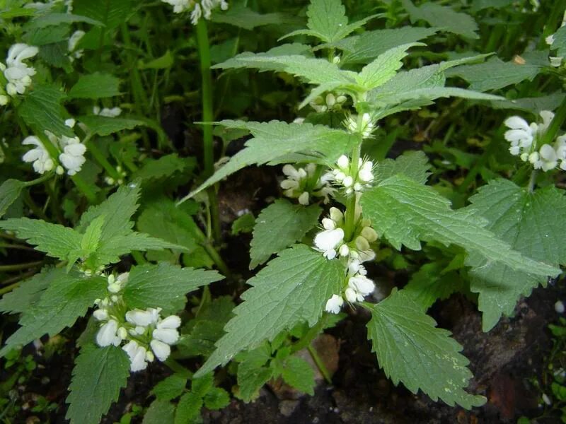 Нежгущаяся крапива. Крапива двудомная цветение. Крапива цветет. Глухая крапива медонос. Крапива двудомная корень.