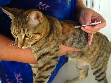 Делать ли прививку кошке