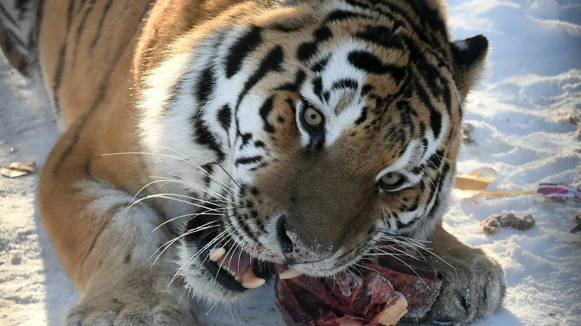 Лев сколько килограмм. Тигр съедает в день. Тигр ест траву. Тигр съедает в день. Тигру мяса недокладывают.