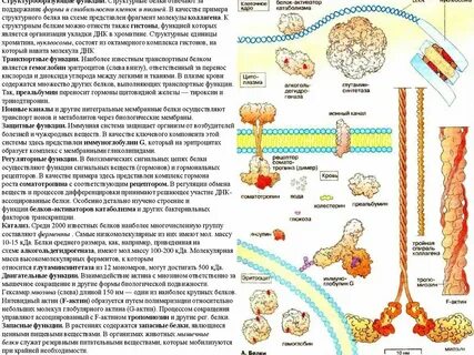 Белки в растительной клетке функции