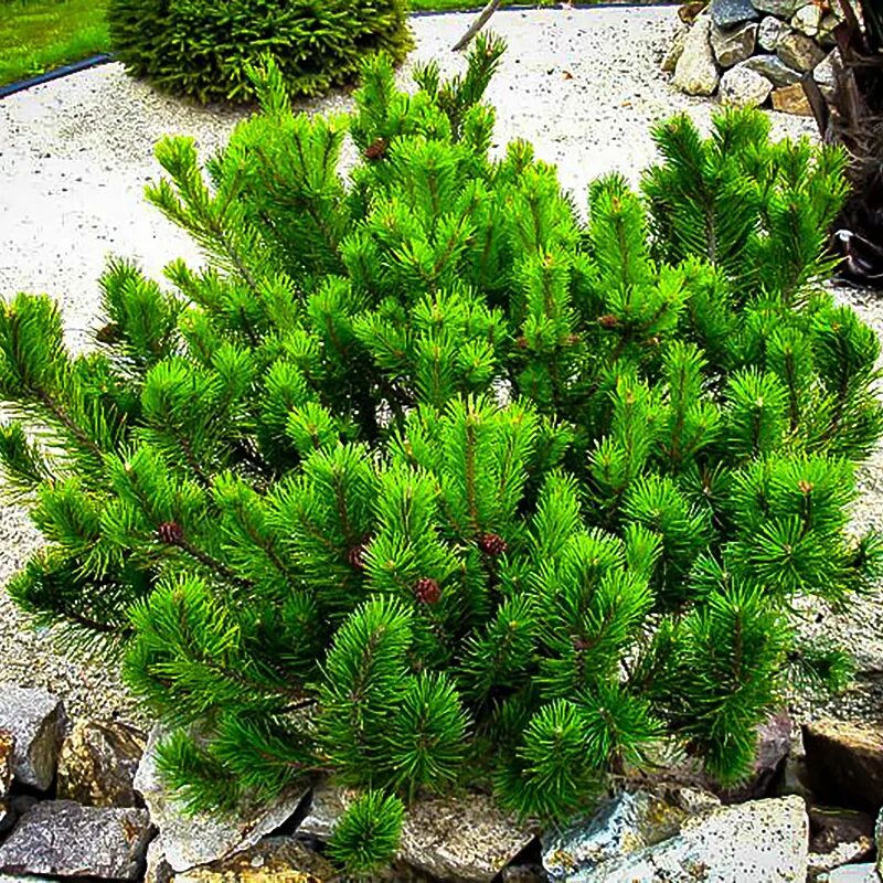 Сосна горная муго муго. Сосна горная пинус муго пумилио. Горные сосны. Горные сосны. Горные сосны.