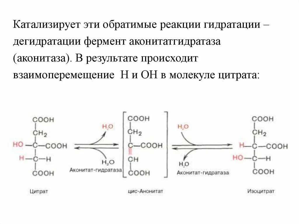 Аконитатгидратаза (аконитаза). Аконитаза фермент. Катализируемая реакция. Обратимая реакция фермента это.