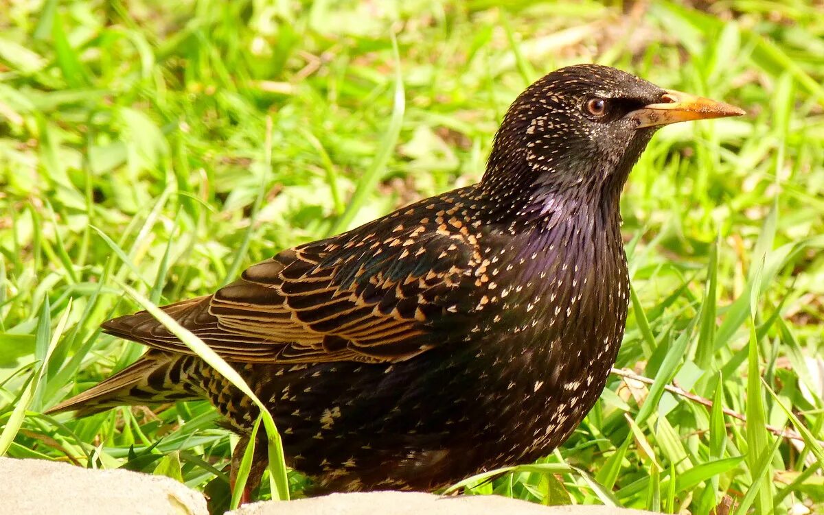 Скворец зимующая птица. Загадки про перелетных птиц. Скворец перелетная птица. Скворец найти слова. Птицы которые прилетают весной.