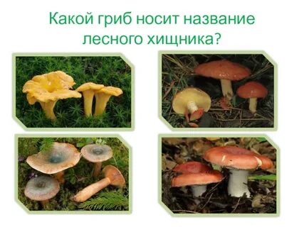 Какой гриб относится