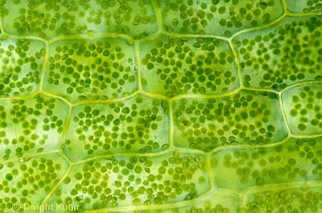 запасающая ткань растений под микроскопом. фотосинтезирующая ткань в растительной клетке. основная фотосинтезирующая ткань растений. растения хлоропласты хлорофилл фотосинтез.