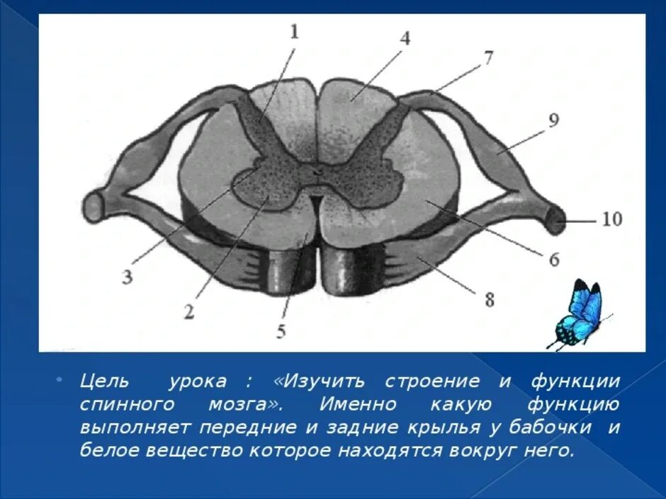 Как выглядит спинной мозг на поперечном. Строение6 спинного мозга. Строение спинноготмозга ЕГЭ. Строение спинного мозга на поперечном разрезе 8 класс. Строение спинного мозга 8 класс биология.