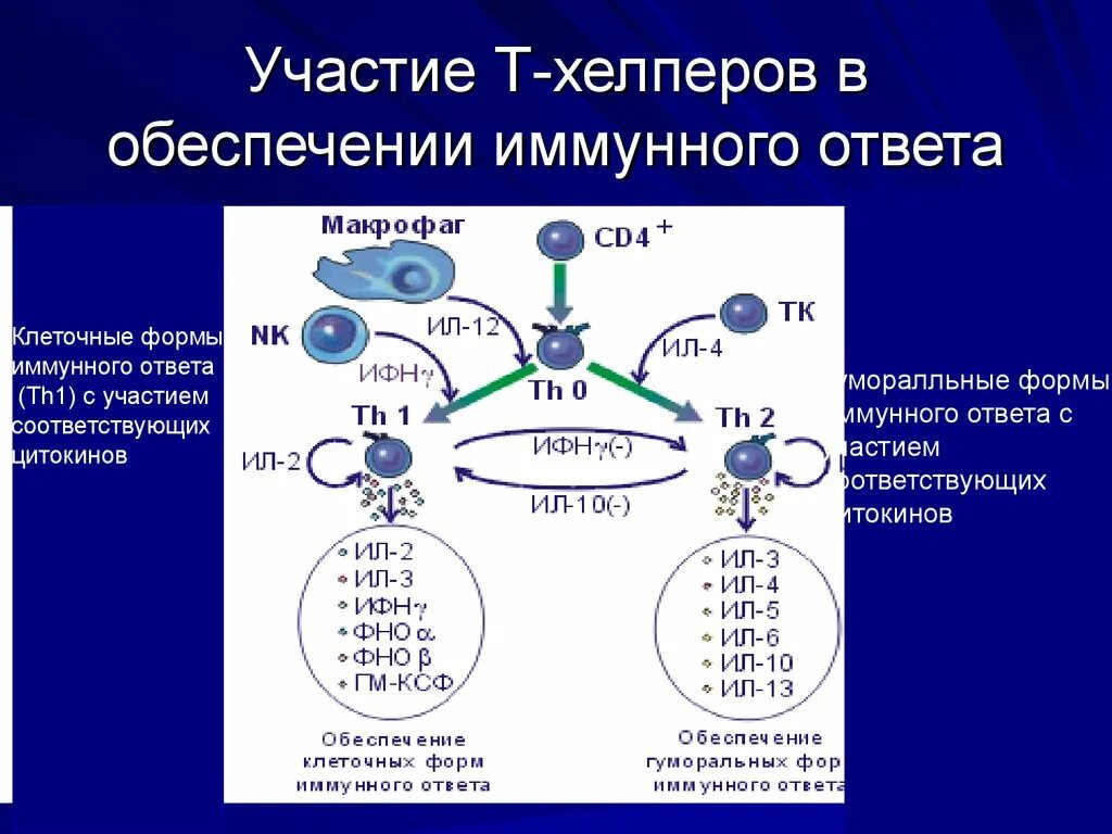 Обеспечение иммунного ответа. Клеточный иммунный ответ th1. Т1 и т2 иммунный ответ. Th1 клетки иммунитета. . Формы иммунного ответа. Клеточный иммунный ответ..