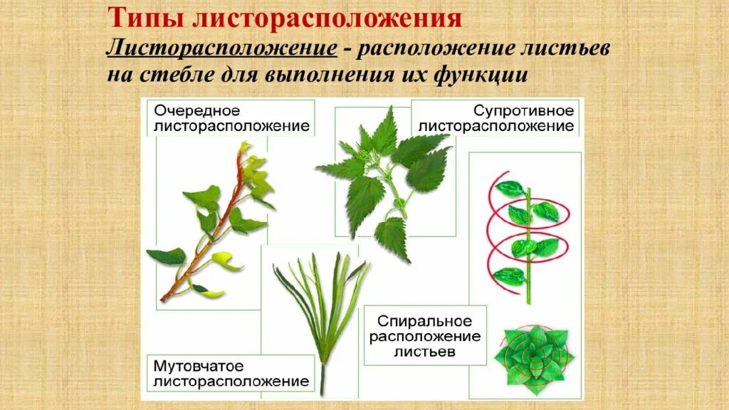 Какие листья расположены на стебле: найдено 80 изображений