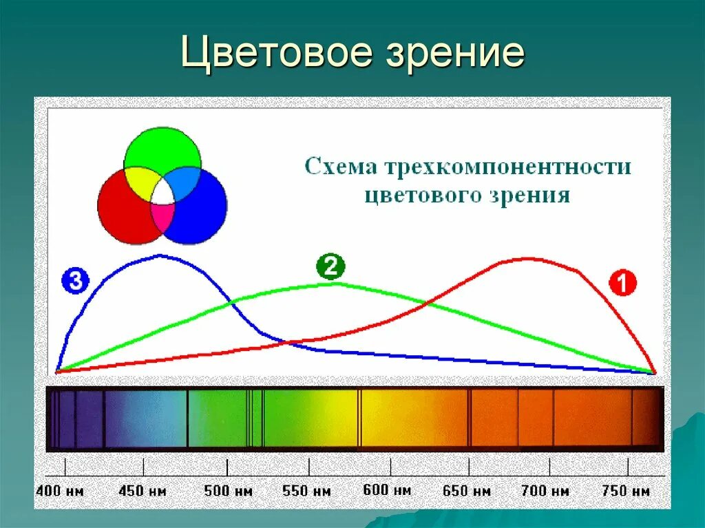 Какие особенности нашего зрения. Схема трехкомпонентной теории цветового зрения гельмгольца. теории цветового зрения физиология. трехкомпонентная теория цветовосприятия. цветовое зрение.