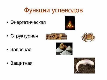Энергетическая роль углеводов