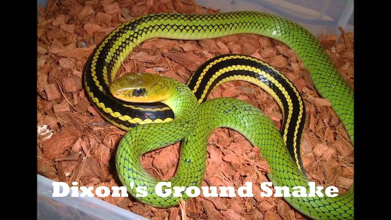 Змея салатовая с полосками. Зеленая змея в полоску. Зеленая змея с черными полосками. Зеленая змея с желтой полосой.