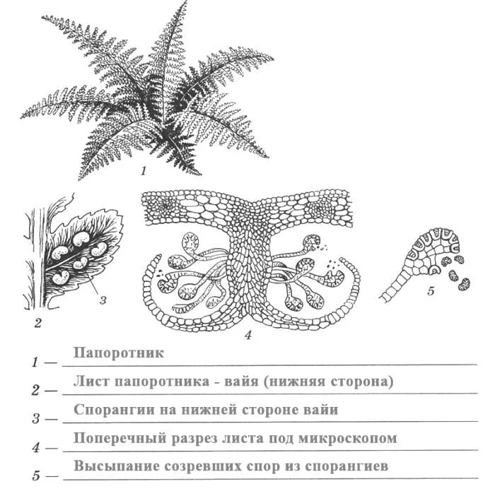 Жизненный цикл папоротника 5 класс биология. Строение споры папоротника схема. Строение папоротника 6 класс. Органы папоротника 6 класс биология. Каким номером на схеме обозначена спора папоротника