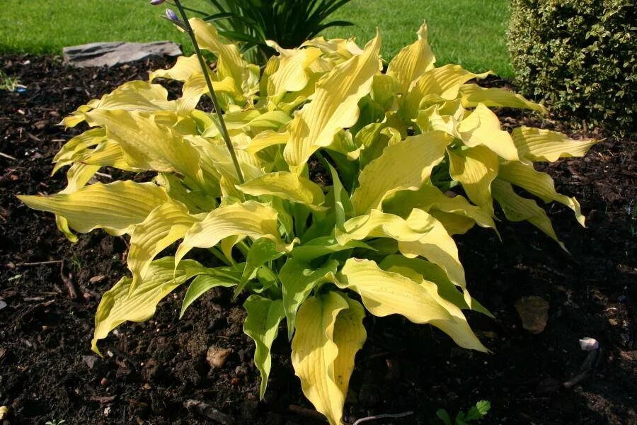 хоста валлис глейсер. хоста liberty hosta liberty. хоста лимончелло. хоста апплетини. хоста фест мейт.