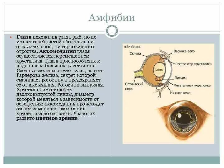 Строение глаза рыбы. Строение глаза амфибий. Органы зрения амфибий. Строение глаза земноводных. Какое значение имеют глаза у рыб