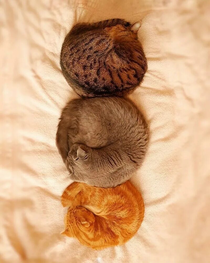 Под дубком свилась клубком. Кошка с клубком. кошка свернулась клубком. котенок с клубочком.