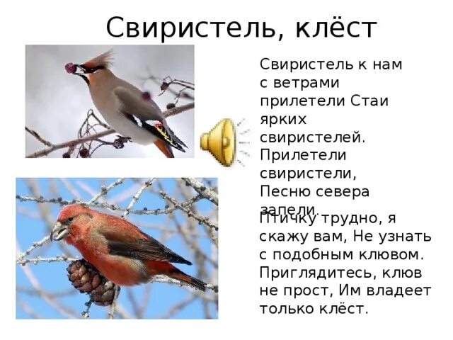 Свиристеть глагол. Клест свиристель. Свиристели прилетели. Клюв свиристели. Птицы Клест и свиристель.