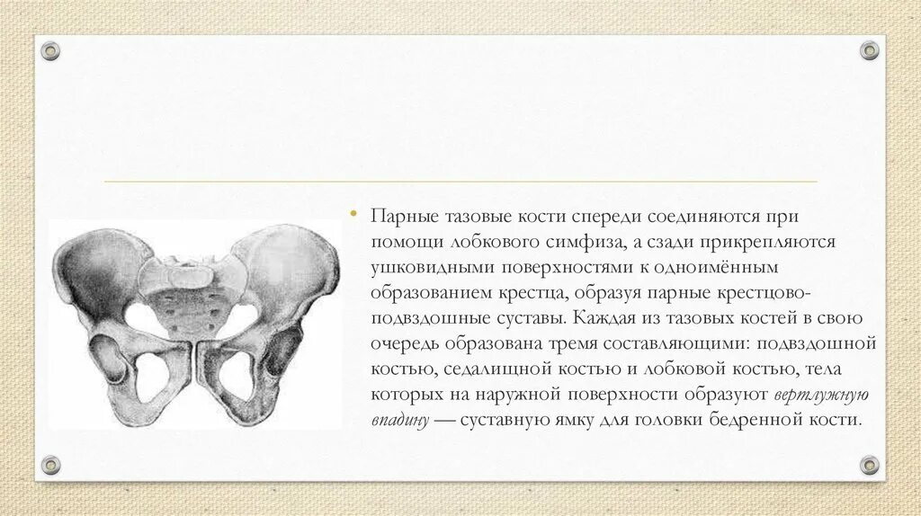 Тазовый пояс состоит из костей