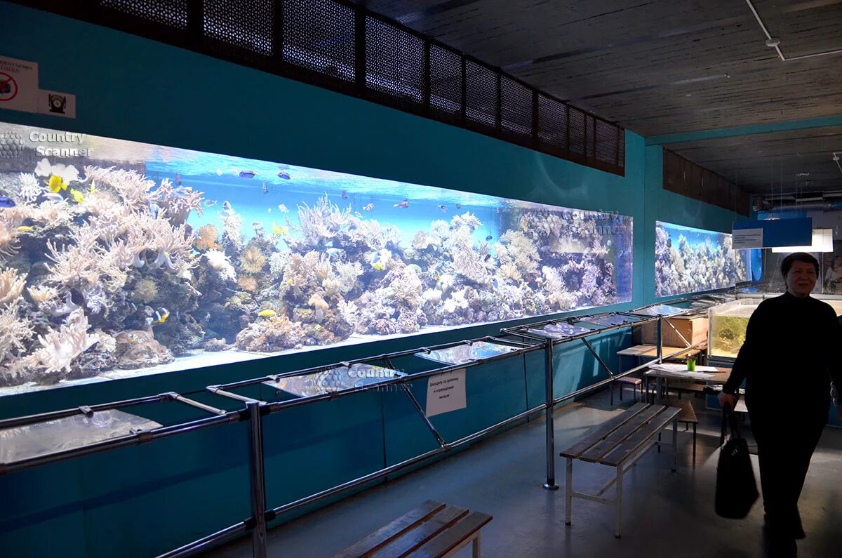 Чистые пруды москвариум. Морской аквариум на чистых прудах. Океанариум на чистых прудах. Аквариум магазин на чистых прудах. Океанариум «морской аквариум» на чистых прудах.