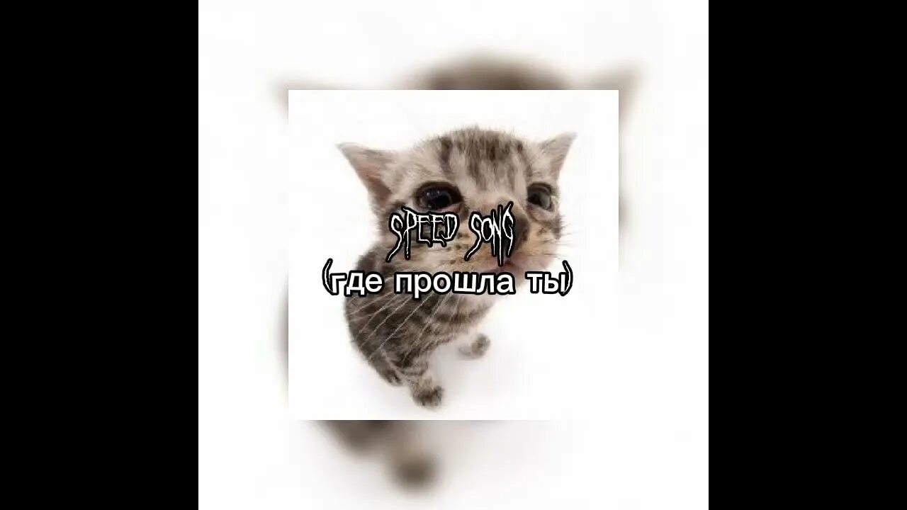 Слушать песни где прошла ты. Слушать песни где прошла ты