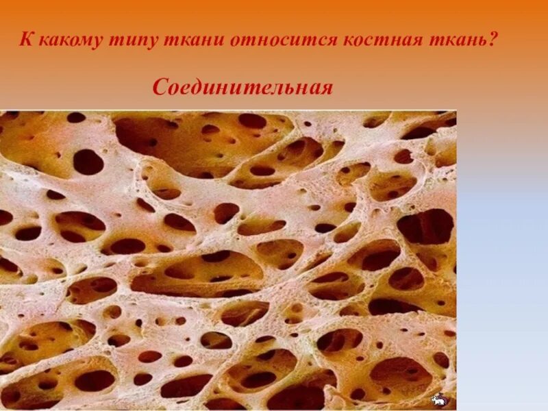 Презентация по биологии "Строение клетки. Ткани" (5 класс)