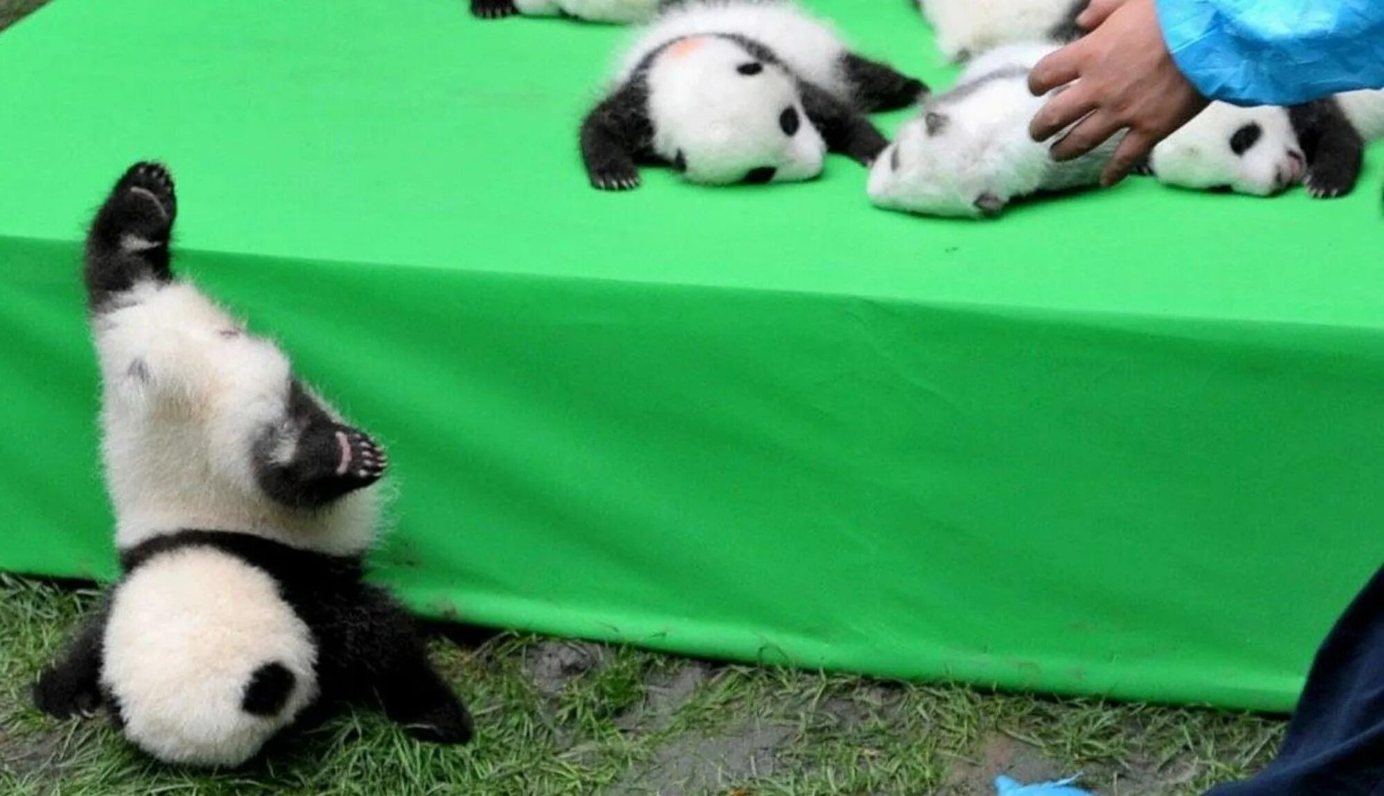 Живая панда цена в россии. Панда упала. Панда лежит. Японская Панда. Панда лежит на кровати.
