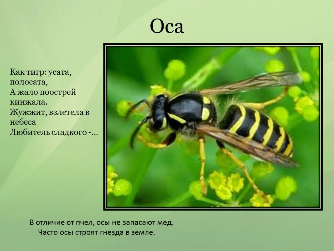 Насекомое пчела 2 класс. Оса информация для детей. Оса описание. Доклад про осу. Оса для презентации.