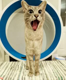 Comedy pet photo awards 2024