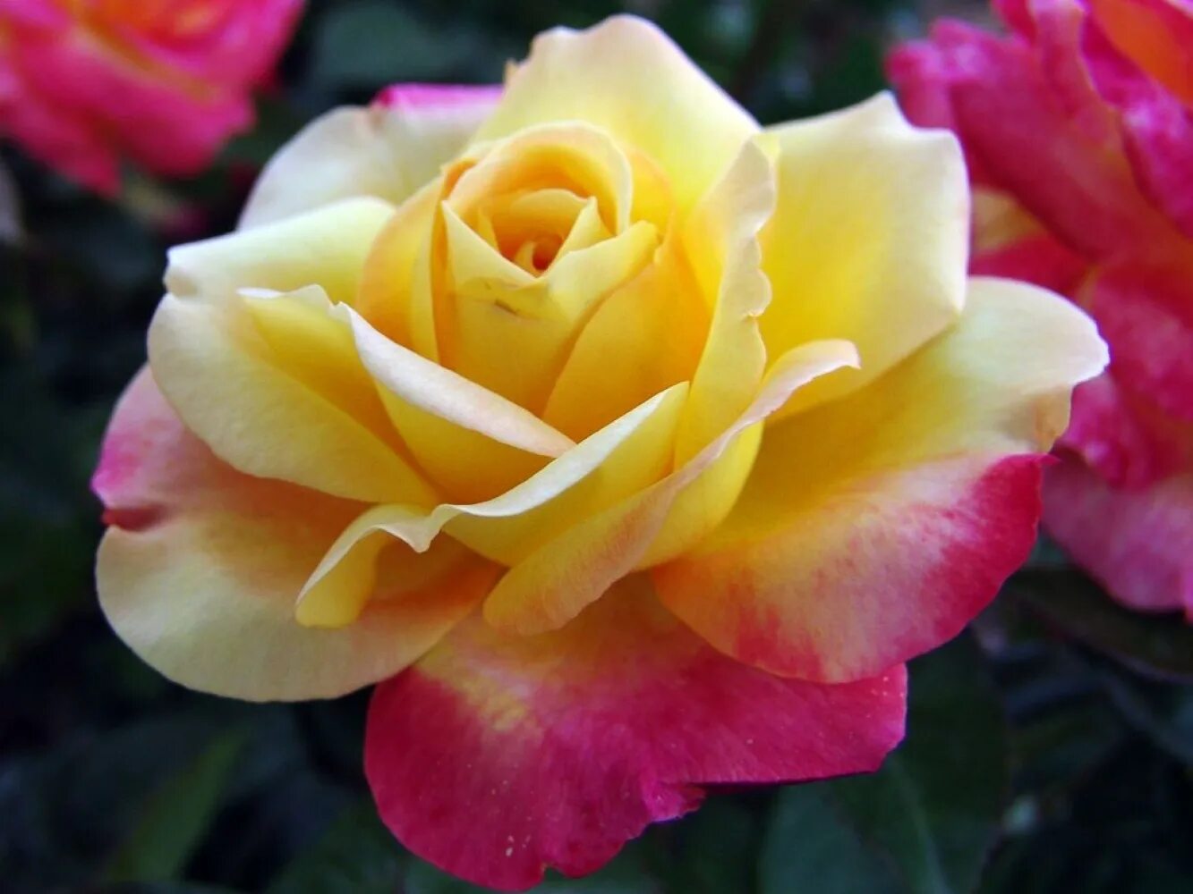 Pullman Orient Express Guerrilla gardening, Rose, Flowers
