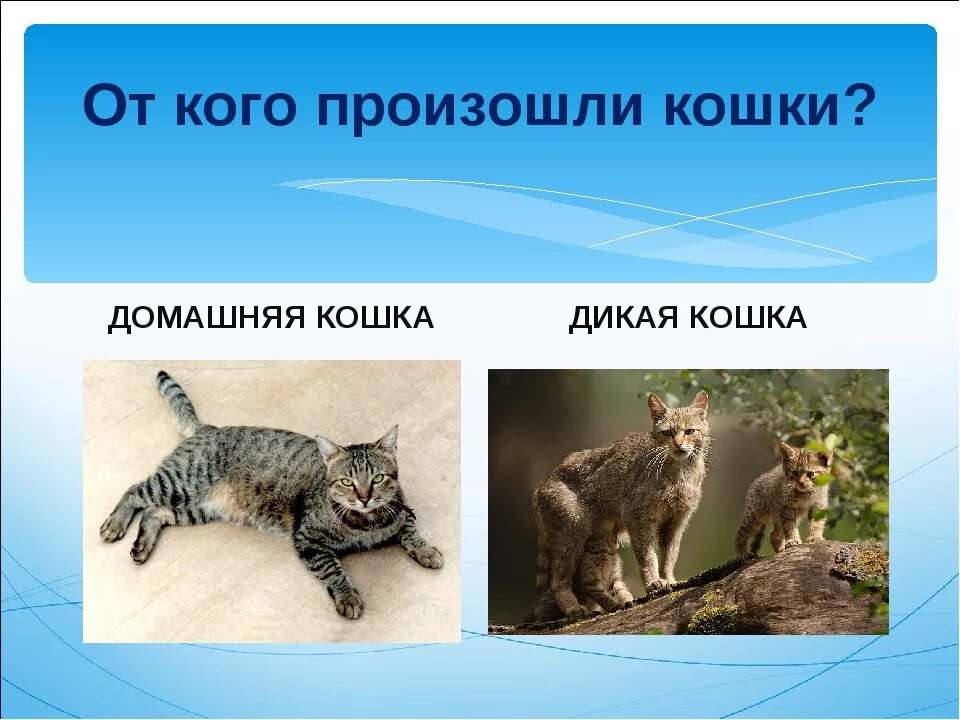 Предки домашних кошек. Кошки произошли от. Дикий предок домашней кошки. От кого произошли кошачьи. Как отличить дикую