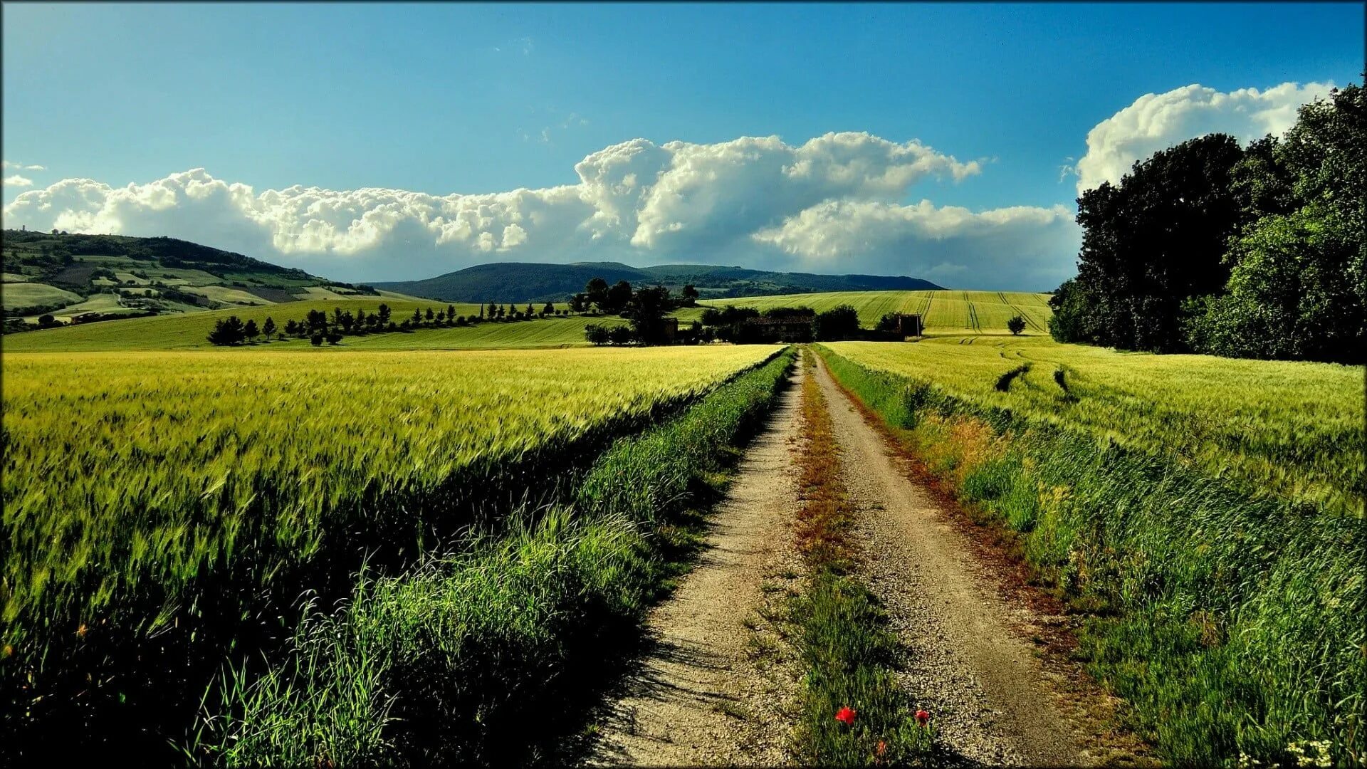 Италия Проселочная дорога. Красивое поле. Поле с дорогой. Пейзаж поле. Farm road