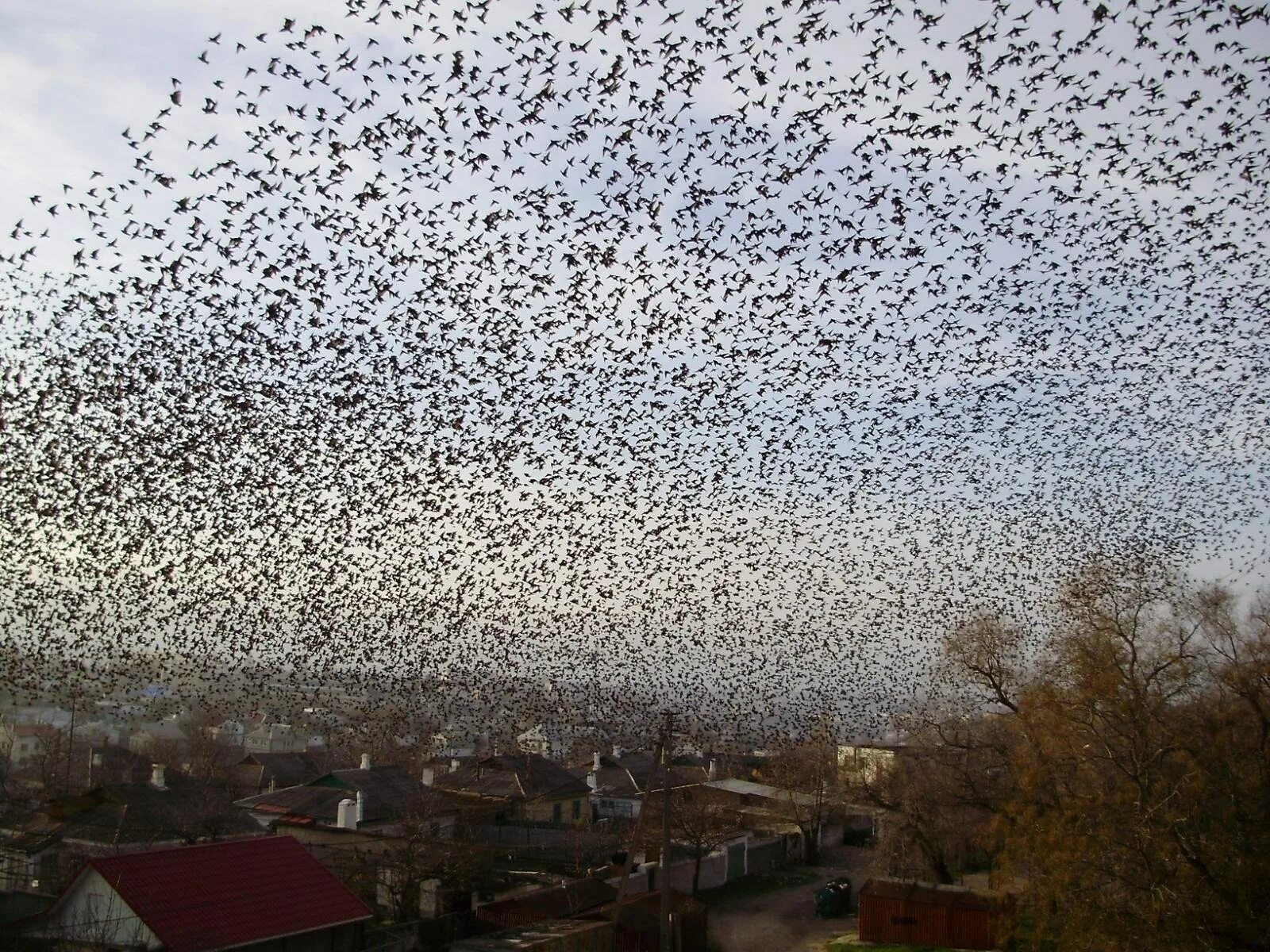 Стая ворон как называется. Стая грачей. стая птиц в городе. стая ворон. стая ворон в небе.