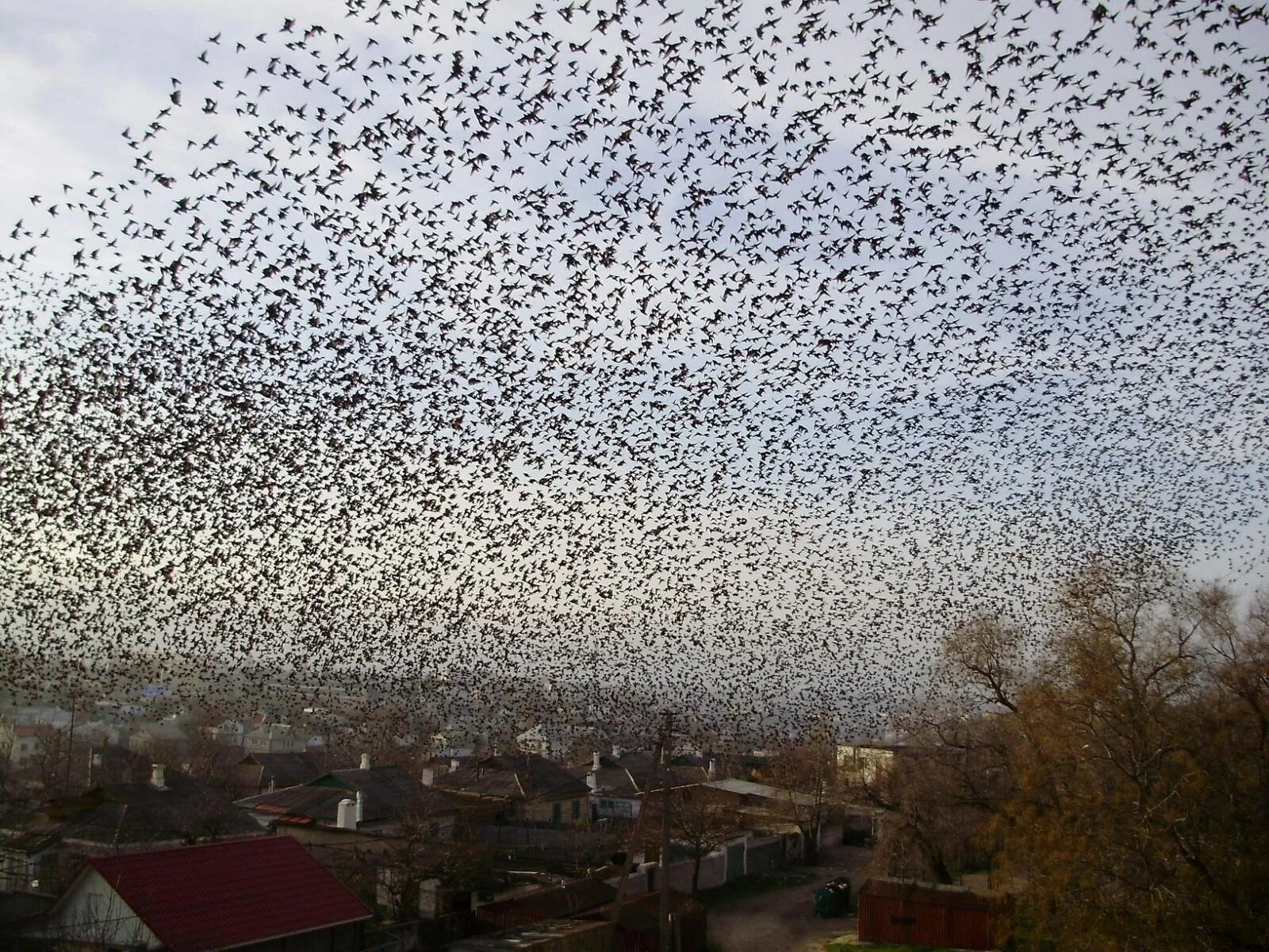 Стая грачей. Стая птиц в городе. Стая ворон. Много грачей в небе.