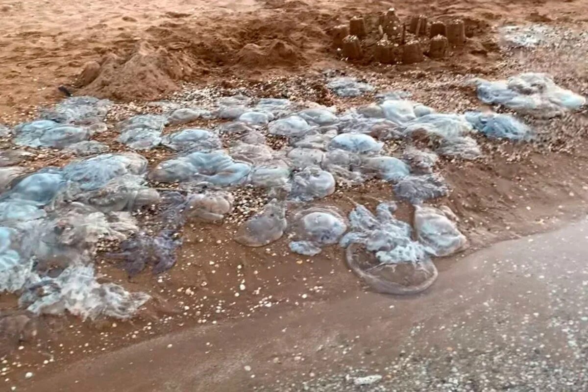 Медузы в азовском море голубицкая. Медузы заполонили азовское море. Нашествие медуз в азовском море. Медузы в азовском море. Нашествие медуз в азовском море 2021.