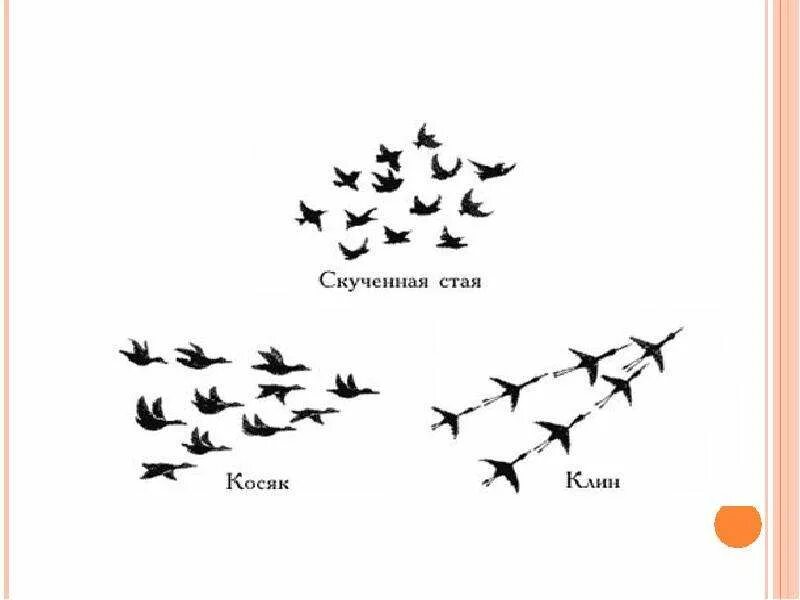 Летает схема. Стая клин косяк птиц. как летят птицы. скученная стая. схема перелета птиц.