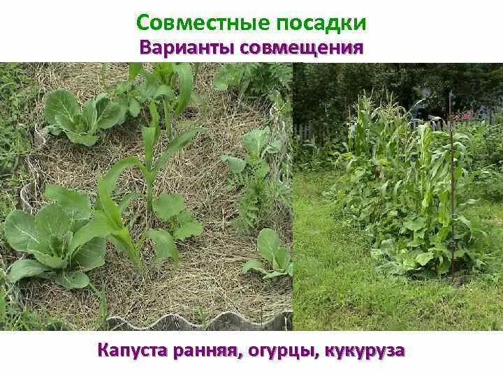 Огурцы рядом с капустой можно