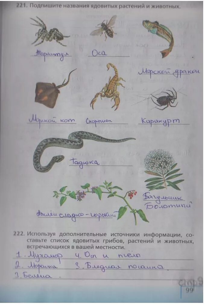 Рассмотрите рисунки подпишите названия
