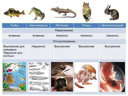 Таблица группа позвоночных животных тип оплодотворения