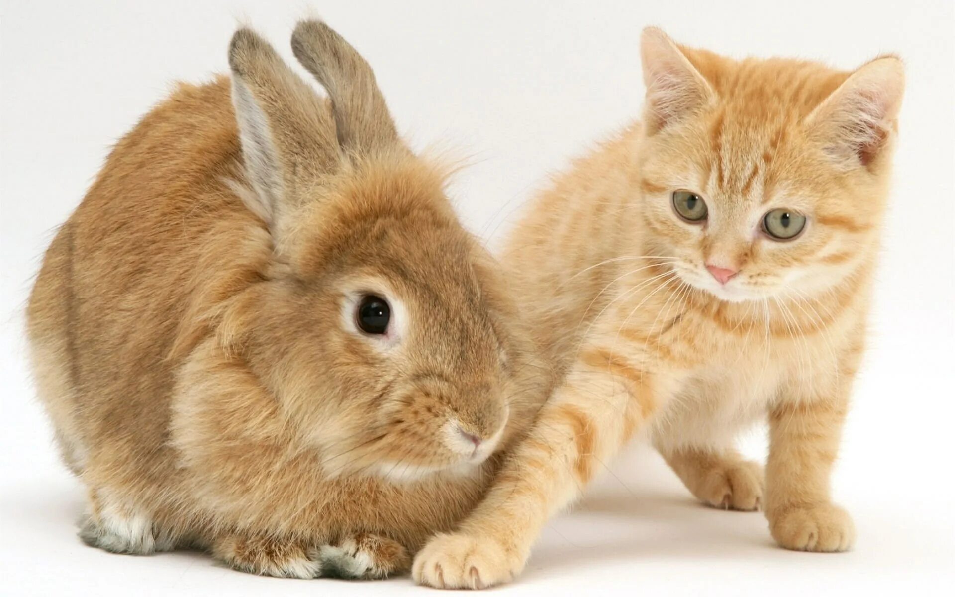 Обнинская с зайчиком. Кот и кролик. Рыжий кролик. Кролик и котенок. Рыжий зайчик.