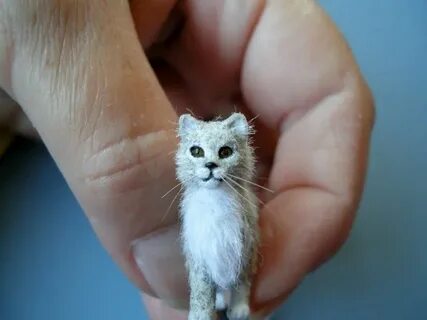 Самое маленькое кошачье