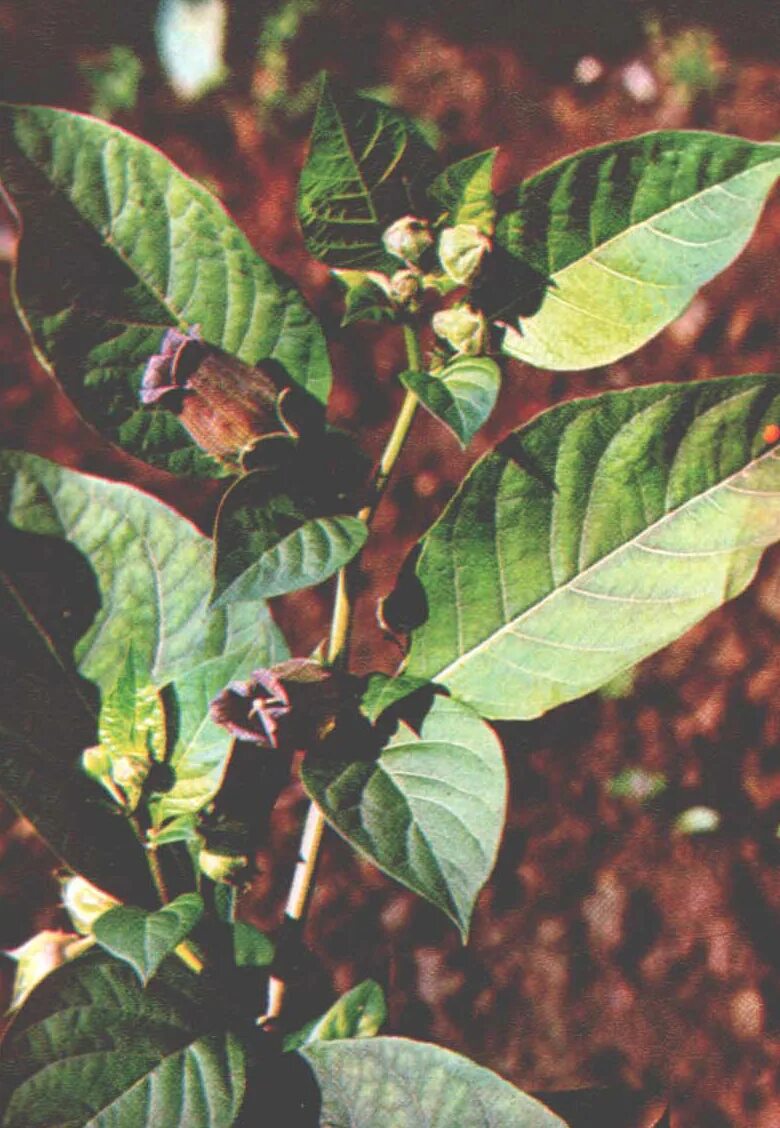 Листья карри свежие. Конский щавель шпинатный. Карин мюллер биография. Карин мюллер книги. Вкус листьев.