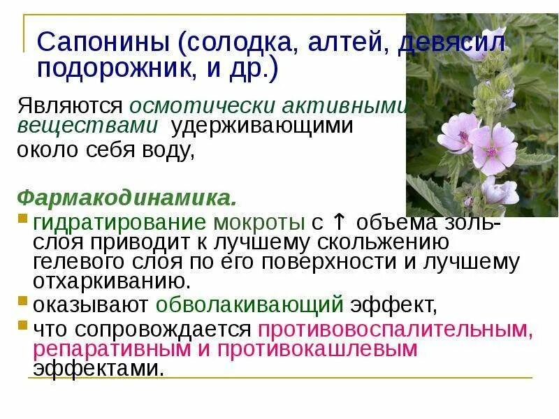 Что лучше солодка или алтея. Сироп алтейного корня. , 125 мл. Что лучше солодка или алтея. Сироп алтейного корня.