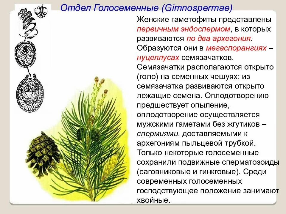Гаметы голосеменных. Семязачатки голосеменных находятся на чешуях. оплодотворение голосеменных. опыление голосеменных. жизненный цикл голосеменных.
