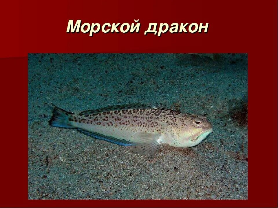 Рыбалка в Евпатории, турагентство, Республика Крым, Евпатория, улица Короленко -