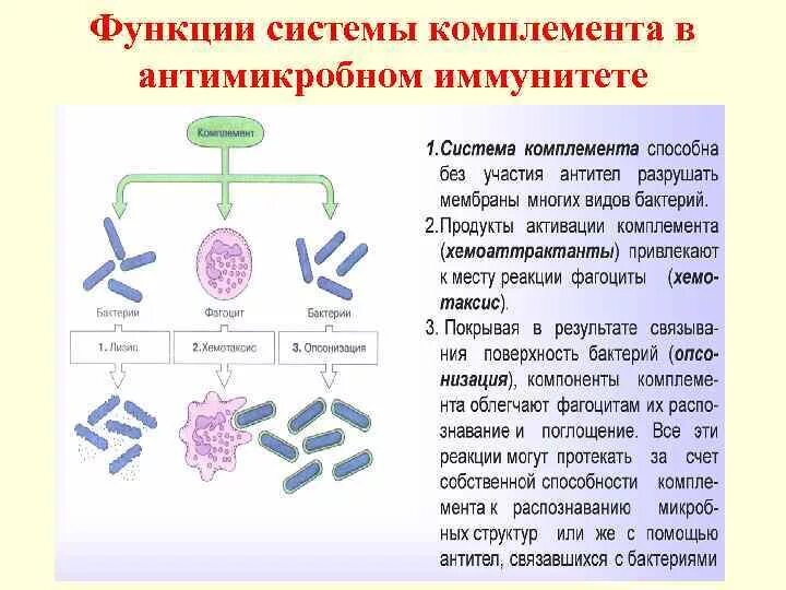 Комплемент иммунитет. Функции системы комплемента иммунология. Система комплемента структура и функции. Функции комплемента иммунология. Система комплемента иммунология роль.