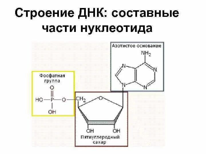 Строение нуклеотида ДНК. Схема строения нуклеотида ДНК. Схема нуклеотида. Составные части нуклеотида.