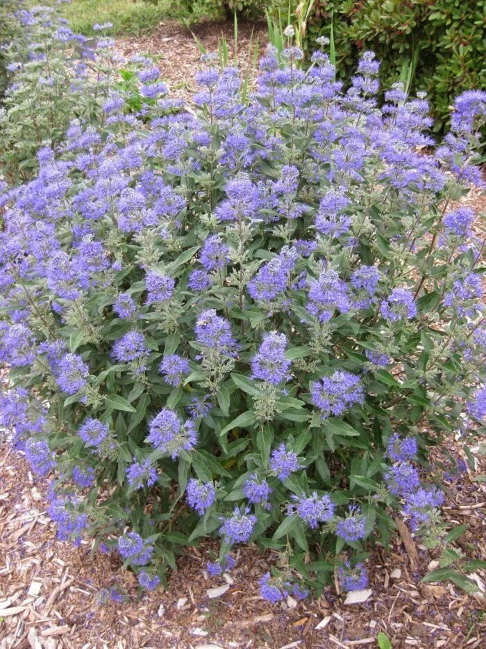 Sunshine Blue ® II Bluebeard (Caryopteris) Blue plants, Plants, Perennials