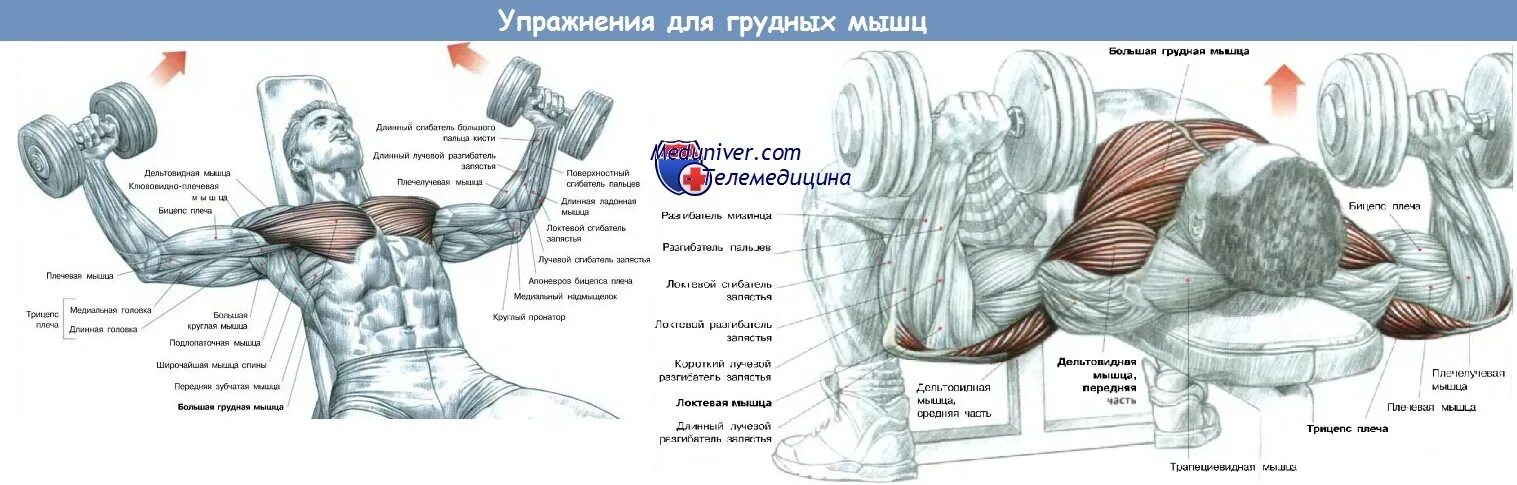 Упражнения для роста грудных мышц. Грудные мышцы в домашних условиях. Упражнения для роста грудных мышц для мужчин. Как накачать грудные мышцы дома. Упражнения на развитие грудных мышц